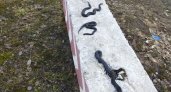 В Кировской области прохожий сфотографировал скопище ядовитых змей