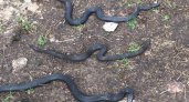 В Кировской области вновь заметили скопление гадюк