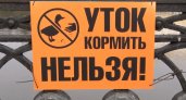 В Кирове потравили крыс и запретили кормить уток