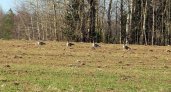 В Котельничском районе сфотографировали гусей, которые вернулись с юга
