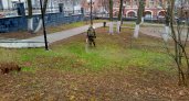 В Кирове общественные территории обрабатывают от клещей эффективным средством