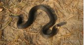 В Кировской области змеи выбрались на солнце: как сделать отдых на природе безопасным 