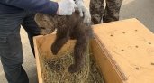 В Кировской области спасли одинокого медвежонка