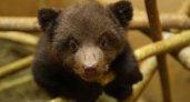 В "Центре спасения медвежат-сирот" рассказали, как живут медвежата из Кировской области 