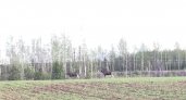 Лоси на дороге: водителей Кировской области призывают соблюдать меры предосторожности