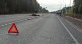 В Кировской области водитель Ford Focus насмерть сбил лося 