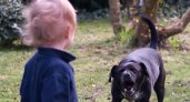 В Кировской области собаки покусали трех детей