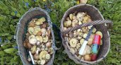 В Кировской области начался грибной сезон