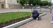 Любовный порыв или вандализм: кировчане все чаще замечают кражу цветов с клумб