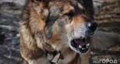 В Кировской области собака покусала ребенка, но хозяин проигнорировал нападение