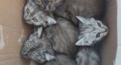 В Кировской области на мусорную площадку выбросили коробку с котятами