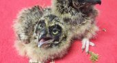Кировские специалисты будут выхаживать совят из Коми