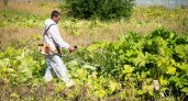 В Кирове убрали миллион квадратных метров борщевика