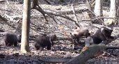 Чиновники рассказали, как сейчас живут медвежата из Оричевского и Нолинского районов