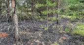 В Кировской области обнаружен очаг лесного пожара