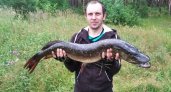 Житель Кировской области выловил в пруду огромную щуку