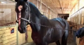 В Кирове продают коня по цене квартиры