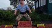 "40 ведер за 5 дней": житель Кировской области установил рекорд по сбору клюквы