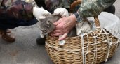 В Кирове бесплатно можно привить своих питомцев от бешенства в мобильных пунктах