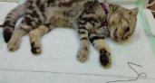 В Кировской области спасли котика, который проглотил иголку