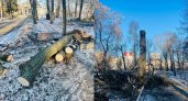 В Александровском саду срубили столетние липы 