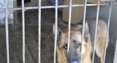 В Кировской области на администрацию подали в суд из-за покусанного собакой ребенка