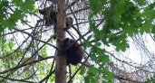 Медвежонка Ежика, спасенного в Кировской области, отпустили в лес