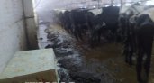 Концлагерь для животных: почему в малмыжской агрофирме коровы продолжают страдать?