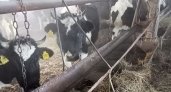 На малмыжской ферме идет процесс выкупа животных