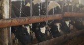 Новый инвестор малмыжской фермы намерен восстановить ее