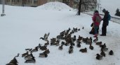 Активисты пересчитали уток в Кирове