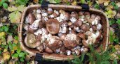 В Кировской области могут появиться платные участки для сбора грибов