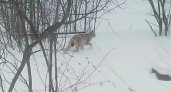 Минэкологии выясняет обстоятельства нападения рыси на рыбака в поселке Торфяной