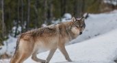 В Кировской области за 1,5 месяца убили 88 волков