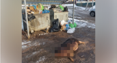  В Кирове на остановке нашли мертвую свинью