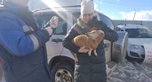 Кировчанам предлагают бесплатно привить домашних животных от бешенства