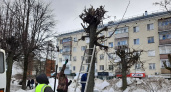 В Кирове при проведении санитарной обрезки лип выявили порчу зеленых насаждений