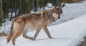 Стало известно, в каких районах Кировской области больше всего волков