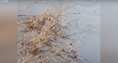 Странные пятна: рыбаки заметили на реке в Омутниске маслянистые разводы на воде