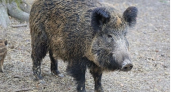 Рядом с Кировской областью зафиксировали африканскую чуму свиней