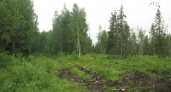Браконьеры из Кировской области незаконно вырубили лес более чем на 200 тысяч рублей