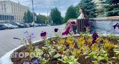 Пузыреплодник, арония, роза: Киров украшают растениями на 3,6 миллиона рублей