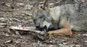 Жители Кировской области могут получить денежное вознаграждение за добытых волков 