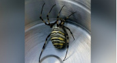 Жителей Москвы атаковали огромные ядовитые пауки-осы с длинными лапами 