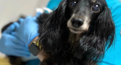 День ветеринарного работника: подборка животных, спасенных кировскими специалистами