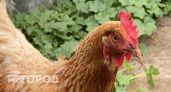 В Уржумском районе отказались вакцинировать кур от птичьего гриппа
