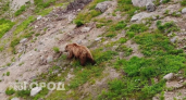 В одном из населенных пунктов Котельничского района обнаружили следы медведя 