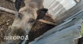  Из-за африканской чумы свиней в Санчурском районе ввели карантин