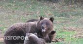 В Кировской области выявили трихинеллез у медведя: объявлен карантин