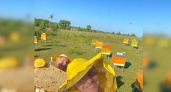 Купить мед в Кирове: польза и вред, виды